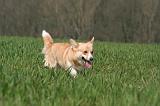 CORGI PEMBROKE 1323